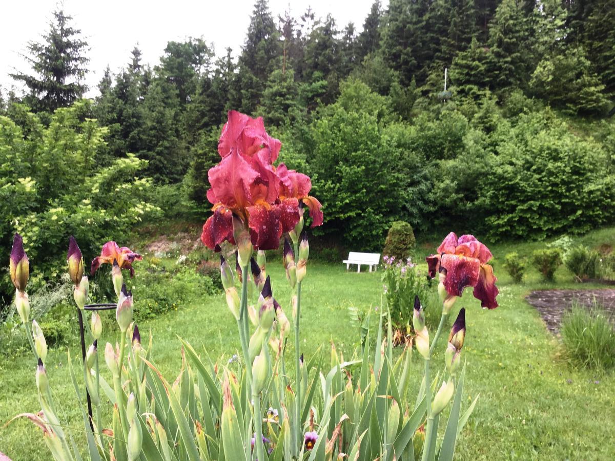 Baeckeralm - B&B 16 + Mittenwald Esterno foto